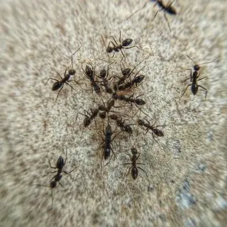 Ant-Control--in-Morganton-North-Carolina-Ant-Control-1932041-image