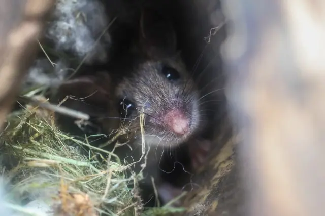 Mice-Extermination--in-Pinebluff-North-Carolina-Mice-Extermination-1935154-image