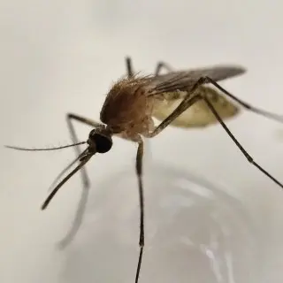 Mosquito-Control--in-Pisgah-Forest-North-Carolina-Mosquito-Control-1935720-image