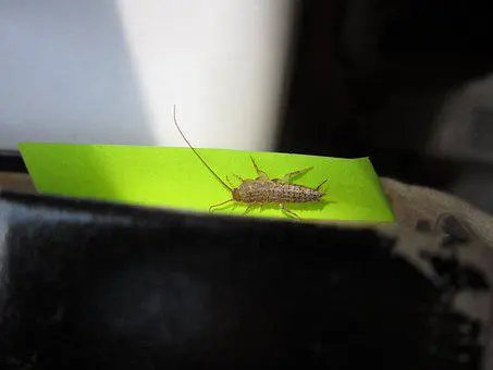 Silverfish-Removal--in-Winfall-North-Carolina-Silverfish-Removal-1937701-image