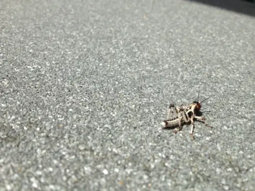 Cricket-Control--in-Asheville-North-Carolina-cricket-control-asheville-north-carolina.jpg-image